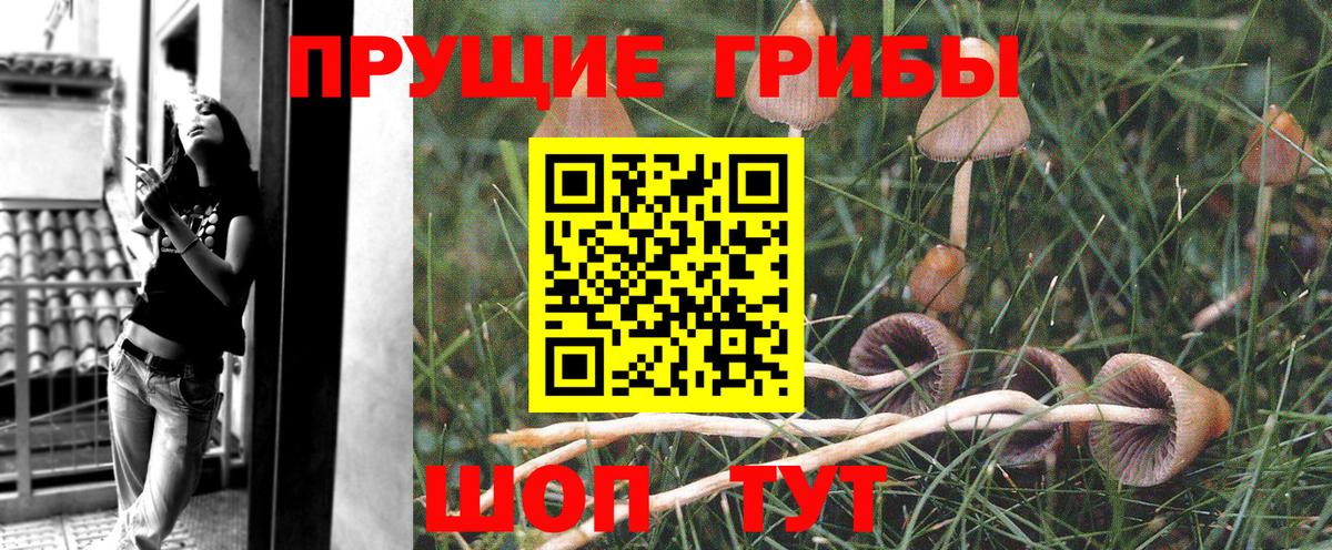 Унеча  Галлюциногенные грибы прущие грибы  Вход с VPN 